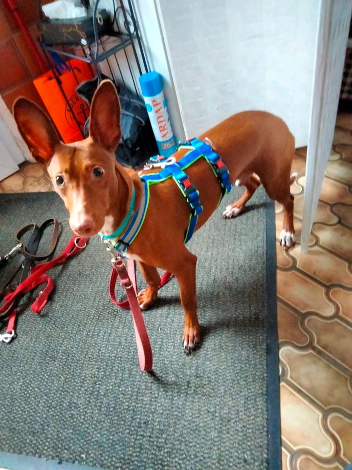 BOLT Podenco Maneto Rüde Tierschutz Hund in Norden