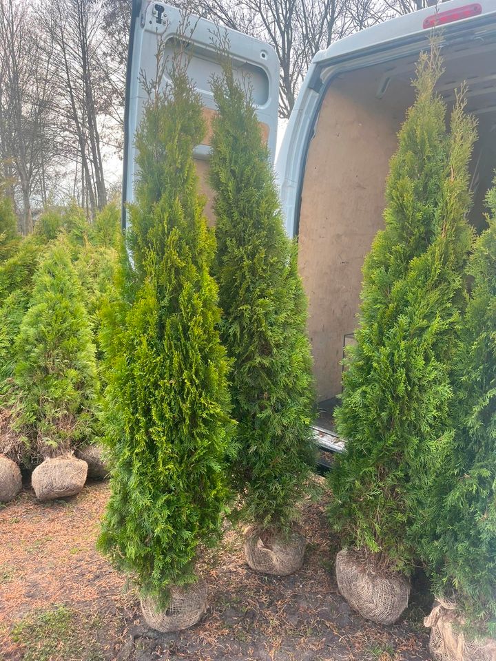 LEBENSBAUM THUJA SMARAGD BRABANT TOP HECKPFLANZEN in Fürth