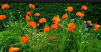 Roter Mohn Kreis Pinneberg - Elmshorn Vorschau