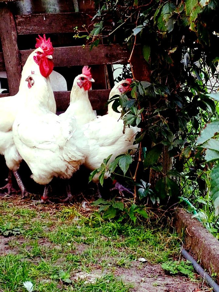 Bruteier von Bleu Bresse Gauloise Weiß Reinrassig ( hatching eggs in Sendenhorst