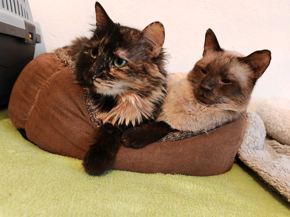Kater und Katze, 2 Jahre, suchen gemeinsames Zuhause in Minfeld