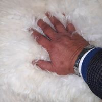 Lammfelle Schaffelle weiß in sehr groß 130-140cm ab Lager Burkau Sachsen - Burkau Vorschau