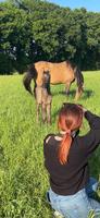 DRP, Hengstfohlen, Rappfalbe, Grullo, Deutsches Reitpony Nordrhein-Westfalen - Hünxe Vorschau