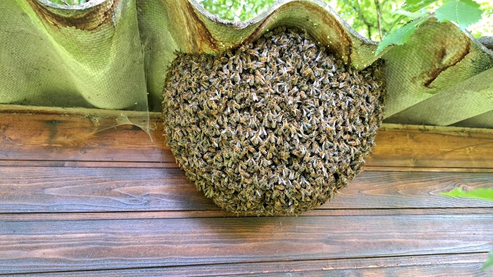 Bienen Bienenschwarm einfangen in Nidderau