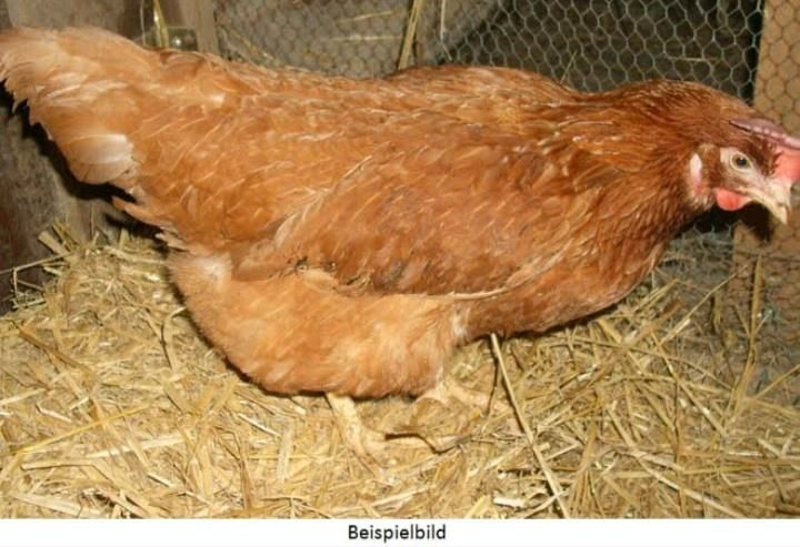 Hühner Althennen Gnadenbrothühner Suppenhennen Legehuhn Althennen in Laupheim