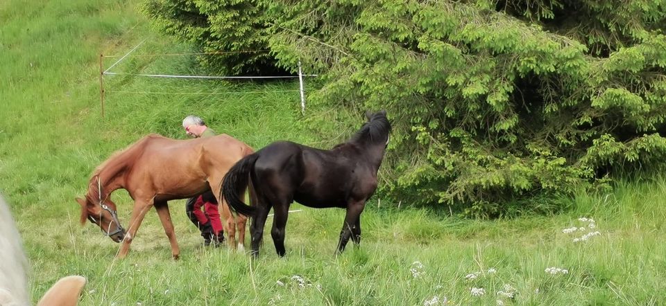 Spenden oder Patenschaften für Gnadenhof in Schneckenlohe