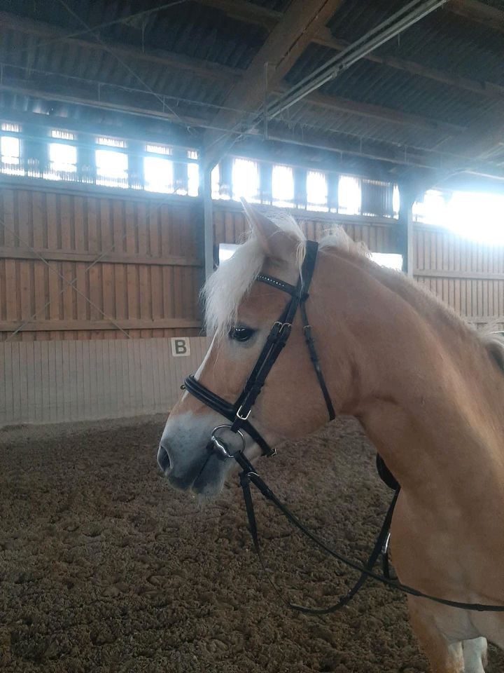 Haflinger Wallach gefahren in Glottertal