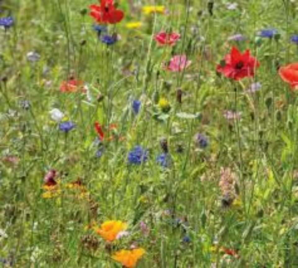 Blumenwiese, Bienenweide, Honigpflanzen Saatgut Phacelia in Dortmund