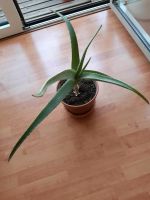 Aloe vera nur Selbstabholung Innenstadt - Köln Altstadt Vorschau