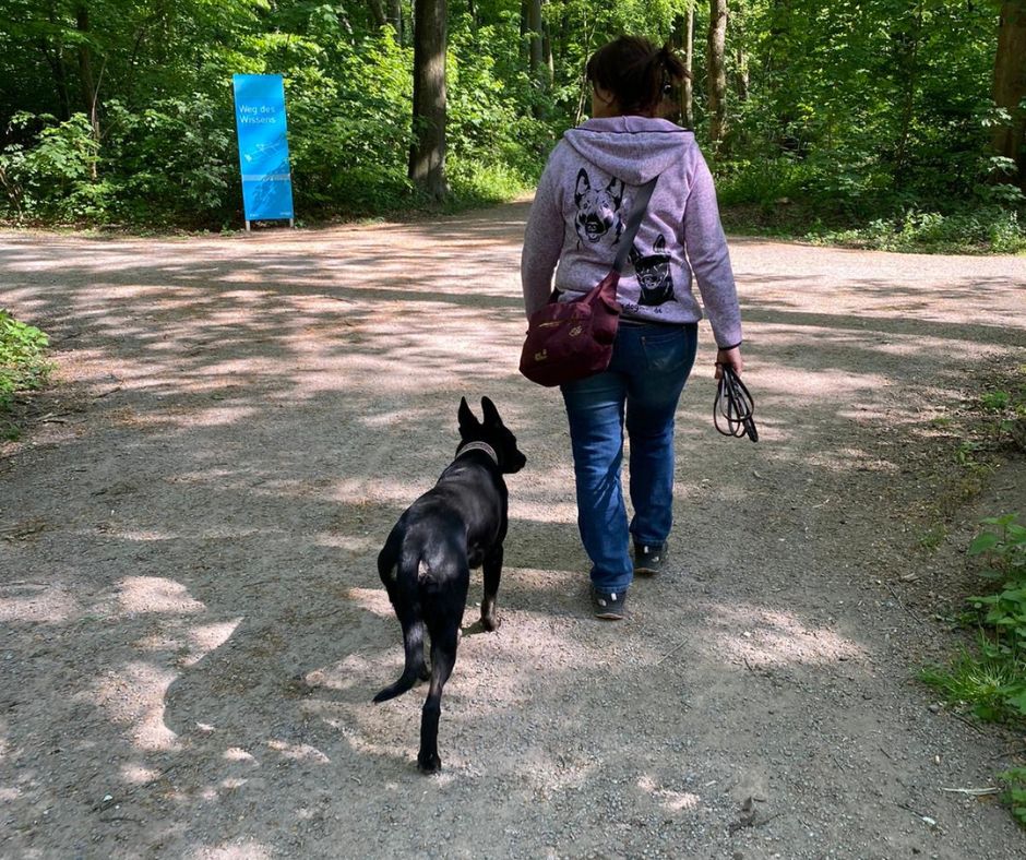 Hundetraining in Duisburg und Umgebung - Erfahrene in Duisburg