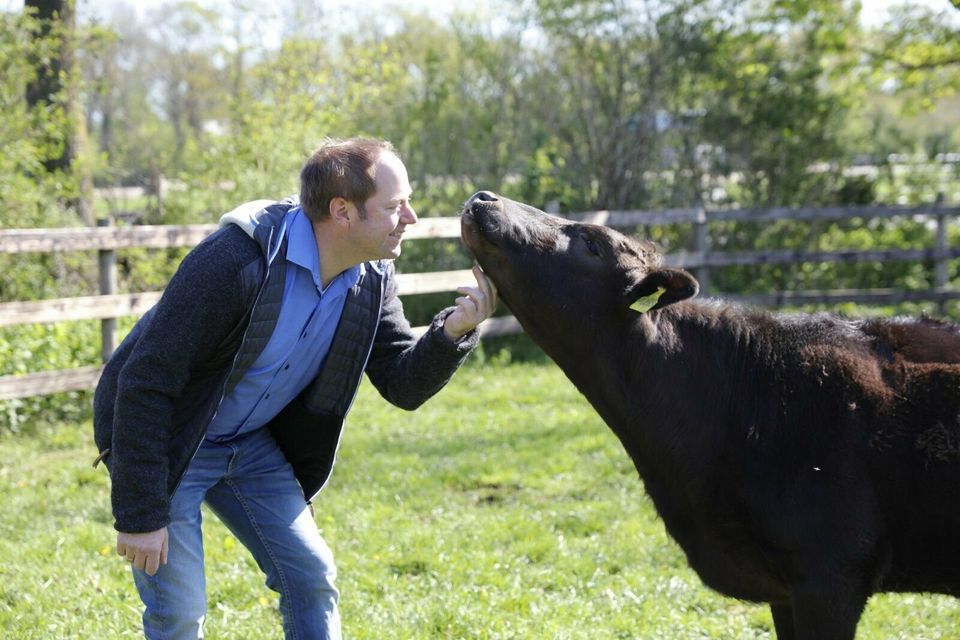 Wagyu Rinder vom Grand Champion Zuchtbetrieb Balster in Selm