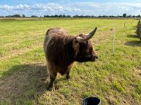 Rindfleisch aus extensiver Weidehaltung, Highland Rind, Galloway Schleswig-Holstein - Krempe Vorschau