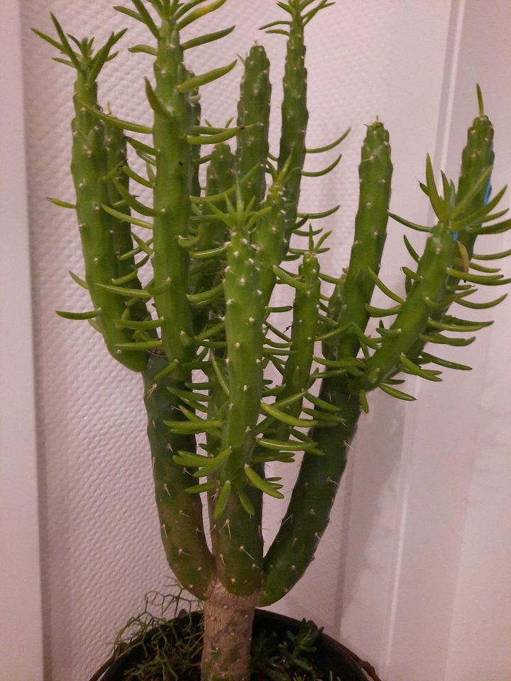 Kaktus  pflegeleicht in Kolbermoor
