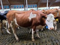 Rind Jungkuh Kuh Kühe FV Fleckvieh zu verkaufen Bayern - Weitnau Vorschau