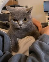 Britisch Kurzhaar Katze / 3 Jahre alt kastriert Östliche Vorstadt - Peterswerder Vorschau