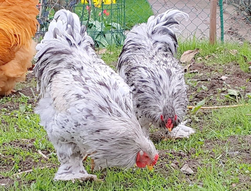 Wir verkaufen Enten Flugenten Warzenenten Reinrassig Hünchen Hahn in Mannheim