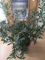 Olivenbaum Olivenbusch  Olivenstrauch Olea Europea 1 Meter hoch Hessen - Hofgeismar Vorschau