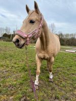 Quarter Horse/ Pony Stute 11 Jahre Palomino Sachsen-Anhalt - Schwanebeck Vorschau