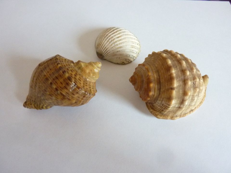 Muscheln Schnecken Deko maritim Aquarium Basteln Meer in Weimar