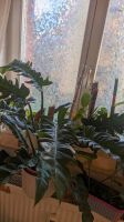 Pflanze sehr großer Philodendron Jungle Boogie Hessen - Kassel Vorschau