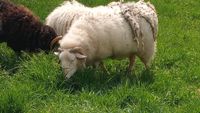 1-3 Schafe als biolog. Rasenmäher gern auch päd, Zwecke,pro Schaf Baden-Württemberg - Tübingen Vorschau