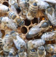 Bienenkönigin Carnica unbegattet Sachsen - Wildenfels Vorschau