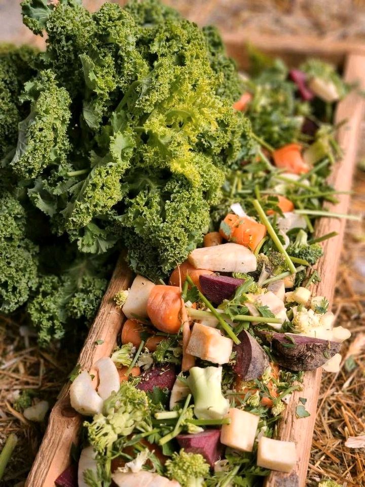 ♥Deutsche Widder Riesen Hase Kaninchen Großkaninchen ♥ in Berlin