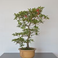 Bonsai Satsuki Azalee Rhododendron indicum Saarbrücken-West - Klarenthal Vorschau