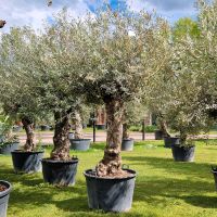 Olea europaea Bonsai 60/80 Nordrhein-Westfalen - Delbrück Vorschau