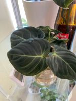 Philodendron melanocrysum Steckling Bayern - Litzendorf Vorschau