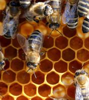 Bienenvölker zu verkaufen Düsseldorf - Friedrichstadt Vorschau