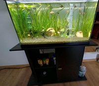 112 Liter Aquarium mit Unterschrank & Fischen Baden-Württemberg - Bruchsal Vorschau