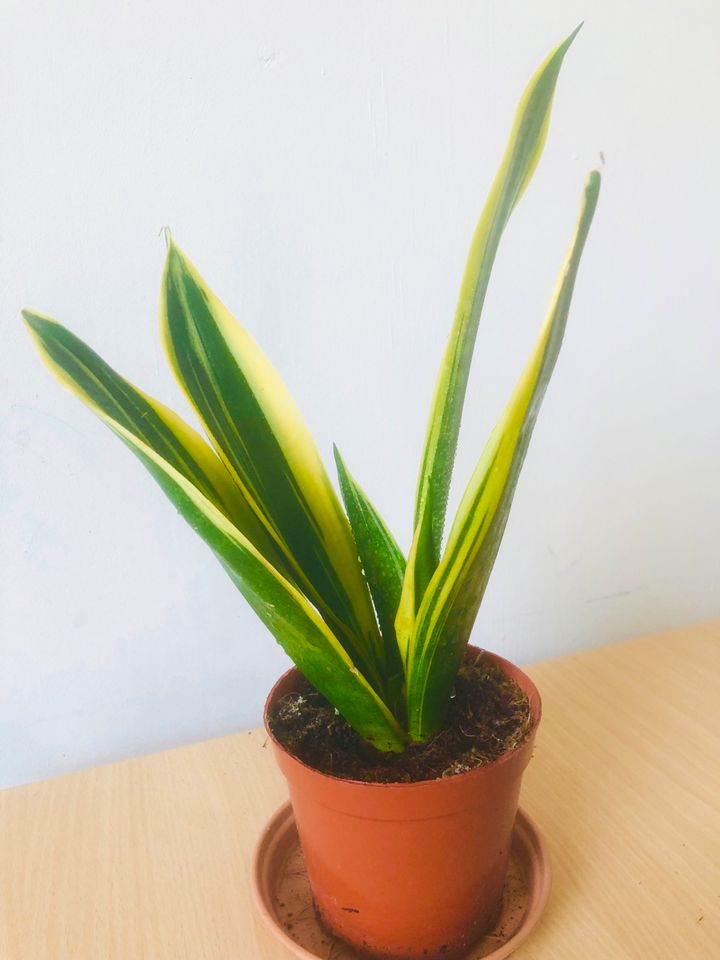 verschiedene Sansevierias, Snake plant, Zimmerpflanze in Berlin