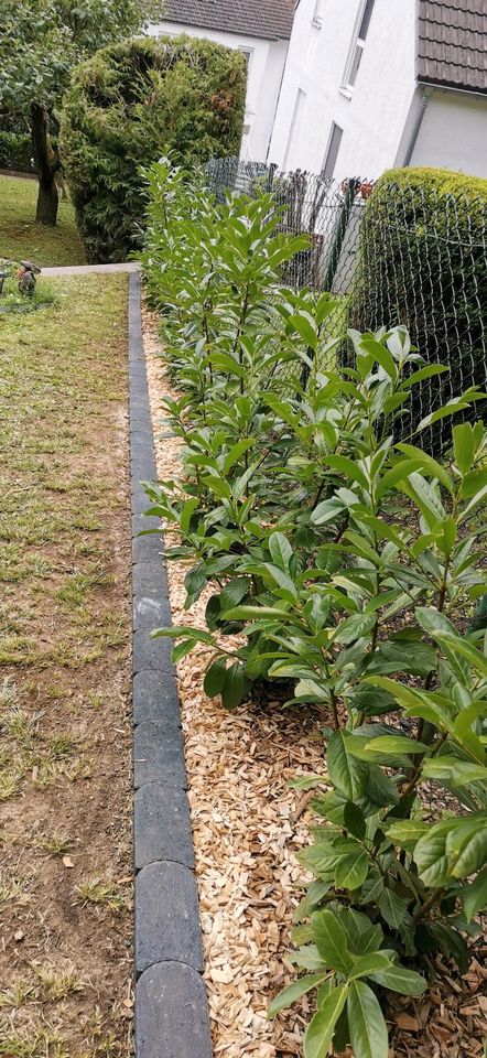 Hecke schneiden, Baumfällung, Baum zurückschreiben in Eggenstein-Leopoldshafen