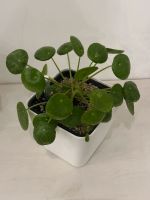 Pilea Peperomioides / Geldbaum / Glückstaler / Ufopflanze Ableger Hessen - Braunfels Vorschau