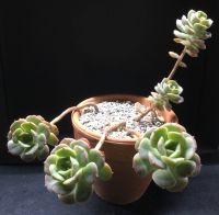 Echeveria Nicksana (Steckling) Frankfurt am Main - Niederursel Vorschau