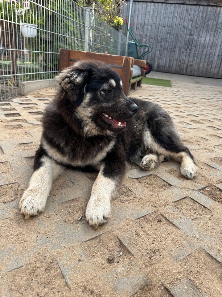 Verspielter BLUE ❤️ aus dem Tierschutz sucht seine Familie in Möckern