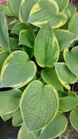 Hosta Funkie grünes Blatt mit gelbem Rand ca. 50 bis 60 cm hoch Niedersachsen - Bad Pyrmont Vorschau