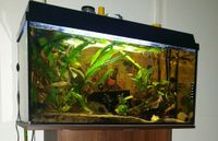 60 Liter Aquarium Terrarium mit Deckel und Beleuchtung 100% Dicht Bayern - Marktoberdorf Vorschau