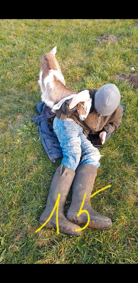 Anglo Nubier Lange Ohren Damaskuszigen Mix weiblich Bock in Tauche