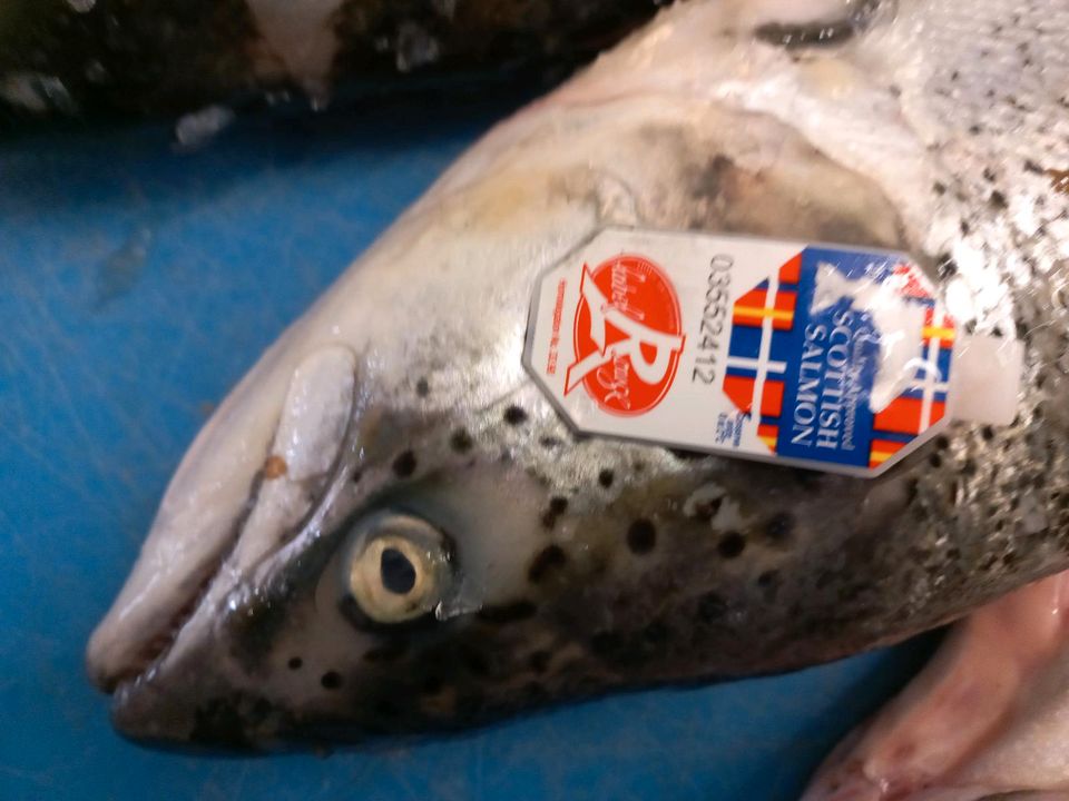 Fischladen Fischgeschäft Forelle Saibling Karpfen Stör geräuchert in Rötz