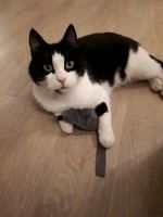 Katze Kater vermisst - schwarz-weißer Kater in Eversten vermisst Niedersachsen - Oldenburg Vorschau