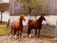 Reitbeteiligung (Pony sucht Reiter ) Bayern - Allershausen Vorschau