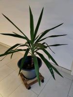 Yucca Palme ca. 75cm Bayern - Prackenbach Vorschau