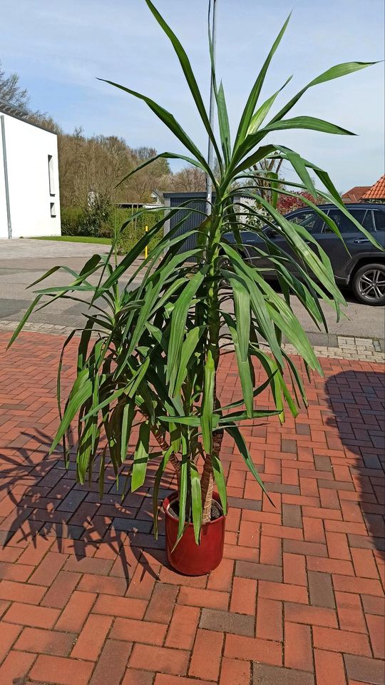 Yucca Palme 200 cm in Diekholzen