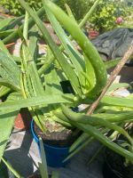 Aloe Vera Pflanze Hessen - Neustadt Vorschau