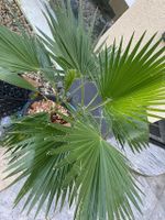 kanarische Palmen Waschingtonia 2 bis 5 im Topf Bonn - Lessenich Vorschau