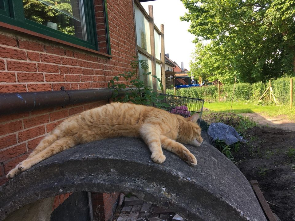 Katze vermisst! Kater, rot getigert, entlaufen in Neuendeich in Neuendeich