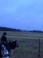 Offenstall mit 24 Stunden Wiese auf 70.000m2 für 7 Pferde Brandenburg - Schönwalde-Glien Vorschau