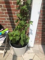Flieder Pflanze blau blühend Staude Beet Blume Schleswig-Holstein - Glinde Vorschau